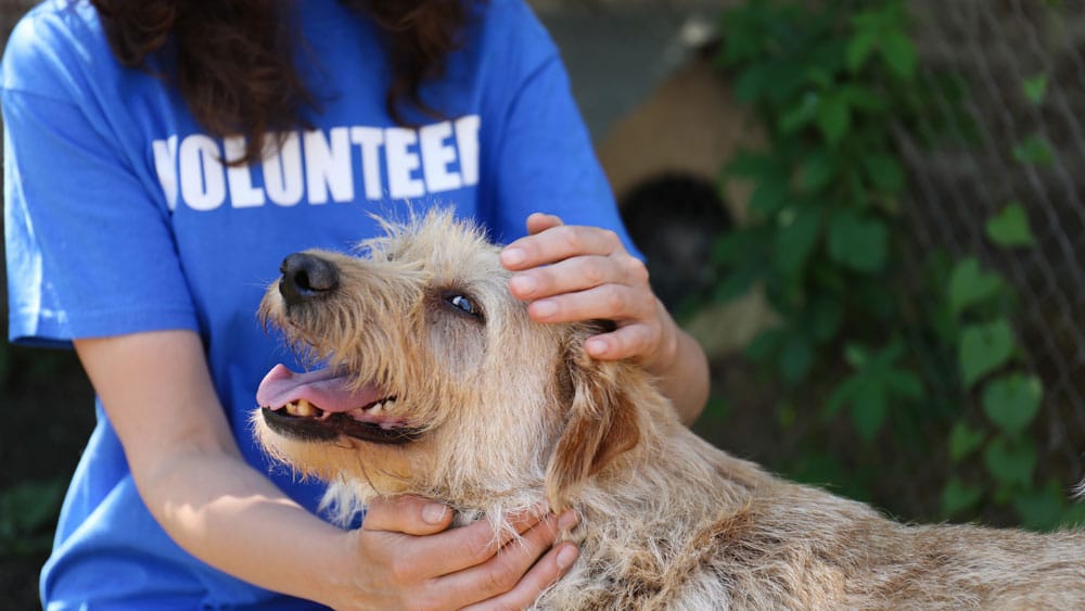 Volunteer of a pet shelter petting a happy dog.